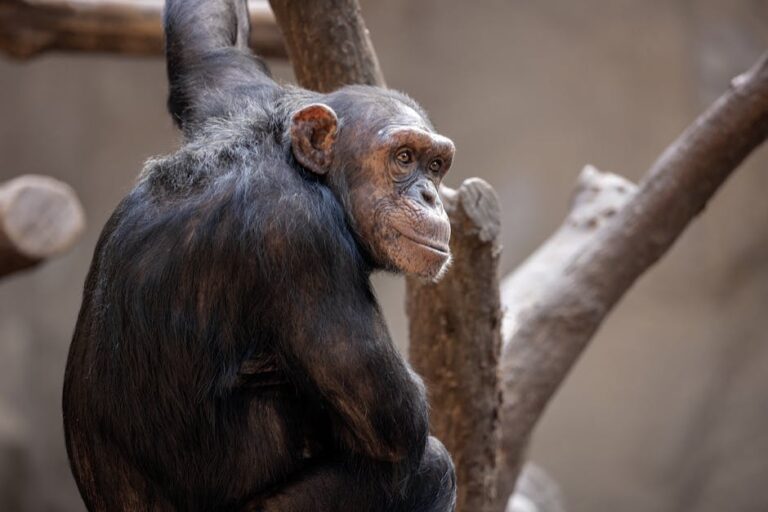 Did You Know? 12 Amazing Facts About Animal Intelligence - Triviatry