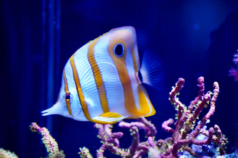 Did You Know? 15 Facts About Coral Reefs