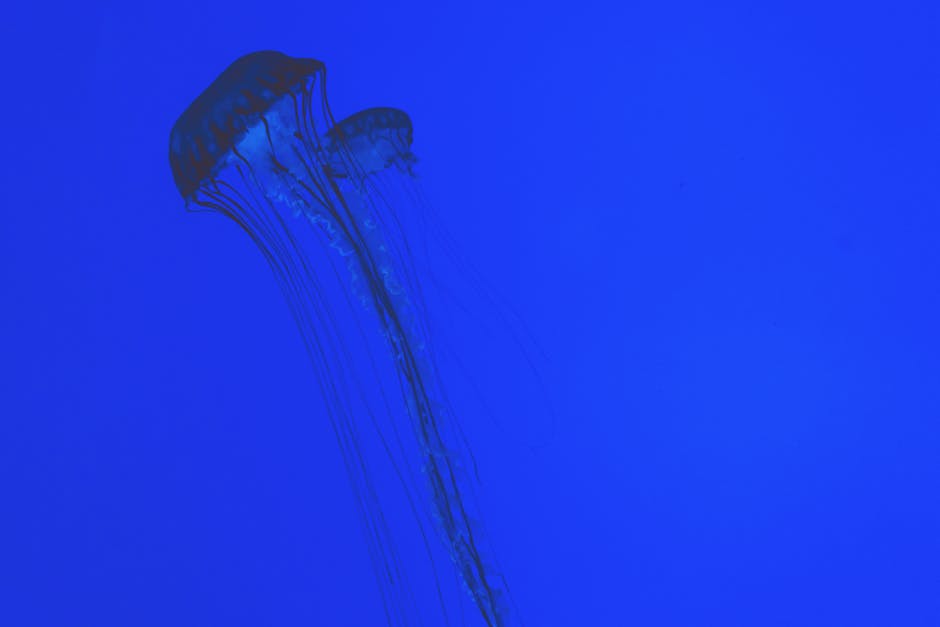 Top 10 Deep Sea Creatures You Won’t Believe Exist