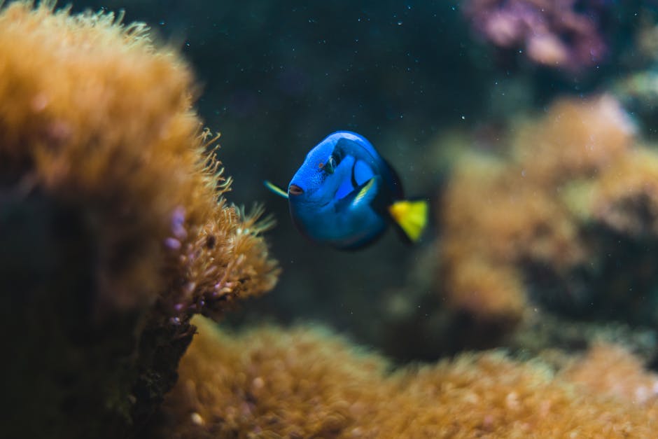 Did You Know? 12 Incredible Facts About Coral Reef Ecosystems