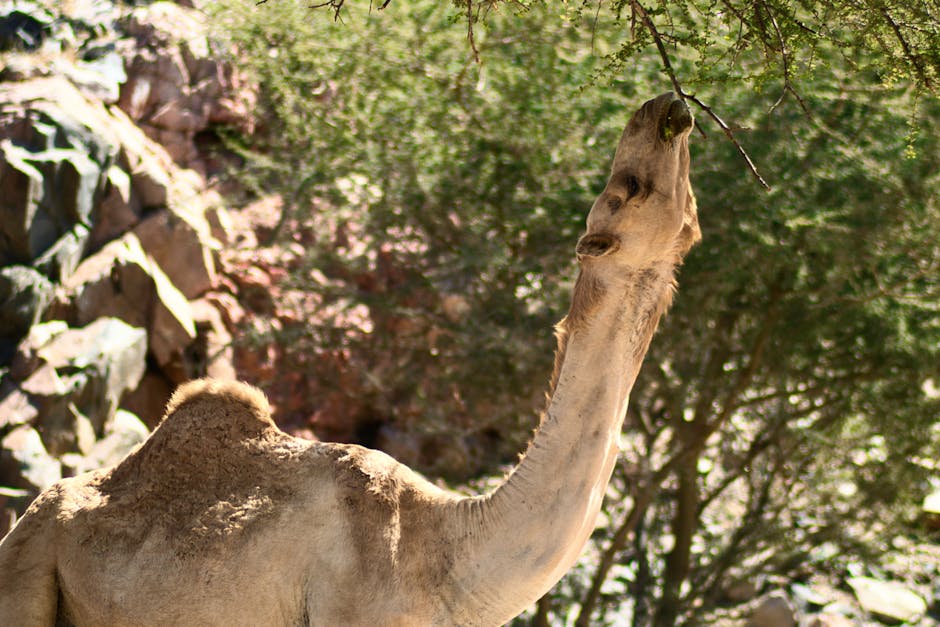 Did You Know? 12 Remarkable Survival Adaptations in Desert Animals