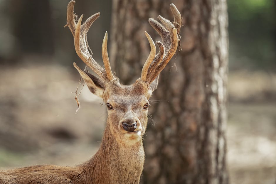 Did You Know? 10 Animals That Use Tools
