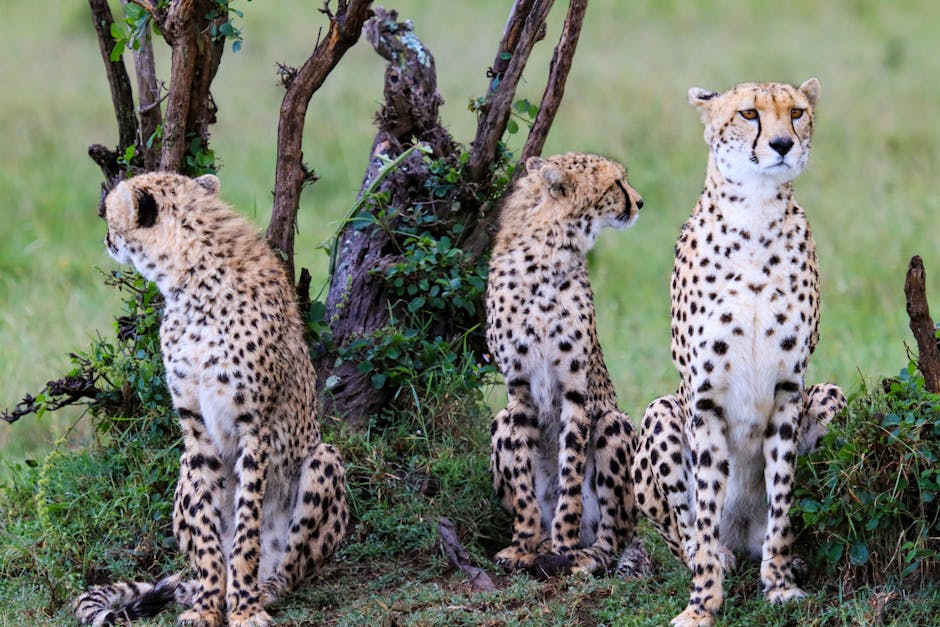 Top 10 Fastest Animals on the Planet