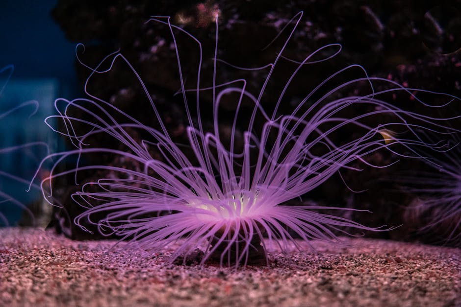 Top 10 Most Colorful Creatures in the Ocean