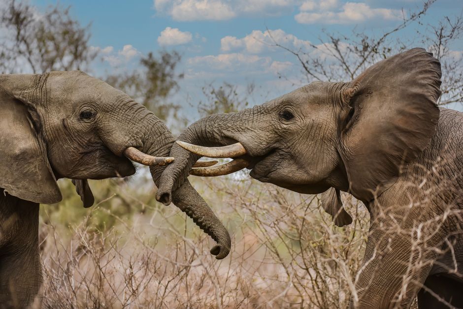 Did You Know? 10 Iconic Phenomena About Animal Regeneration