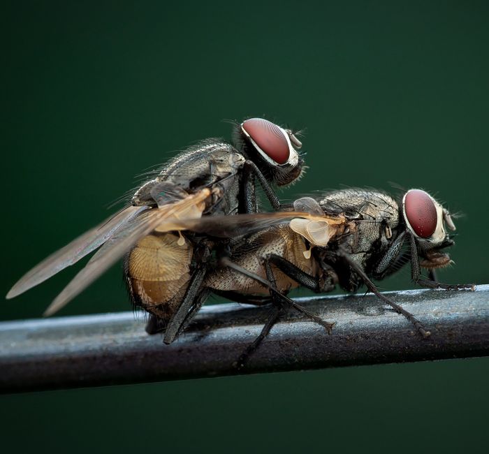 Did You Know? 10 Animals That Mate for Life
