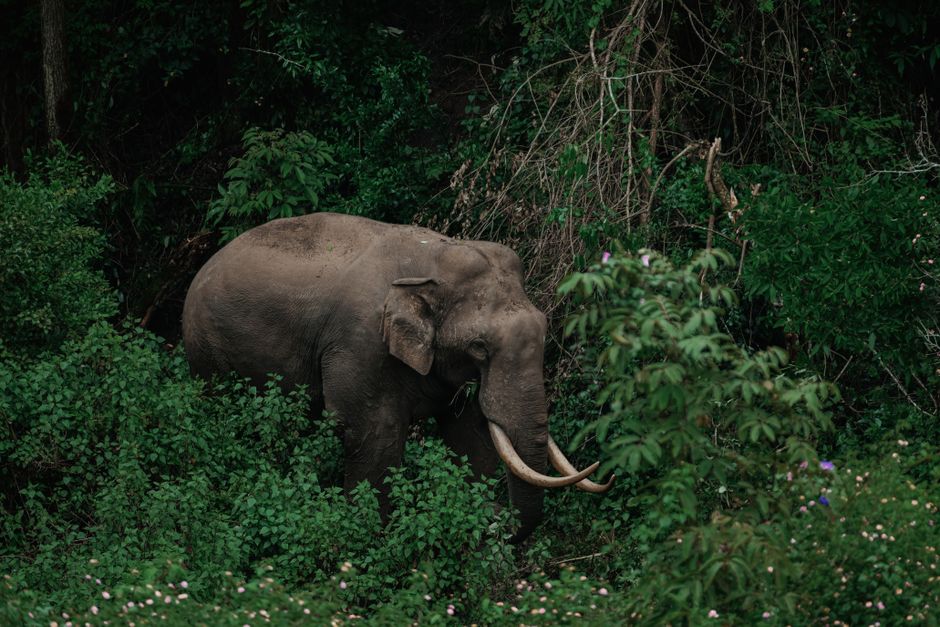 Top 10 Most Endangered Species Right Now