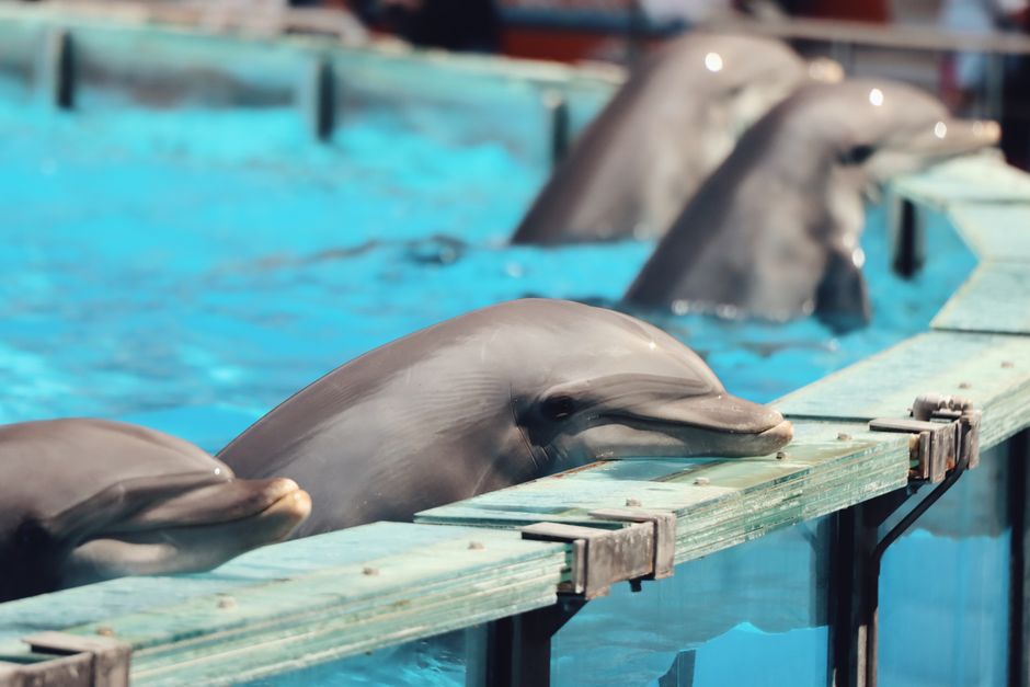 Top 10 Most Intelligent Marine Animals
