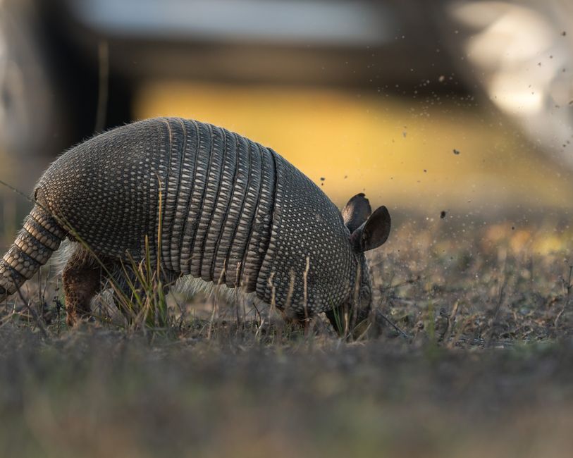 Did You Know? 10 Animals with Unique Defense Mechanisms