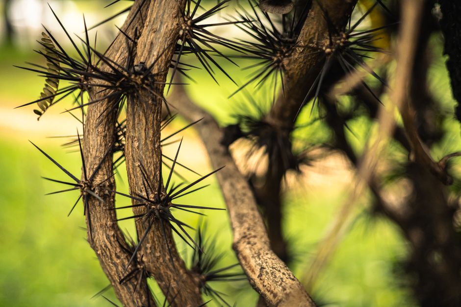 Did You Know? 12 Mysterious Phenomena About Dangerous Plants