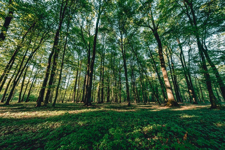 Did You Know? 10 Surprising References About Ecosystems