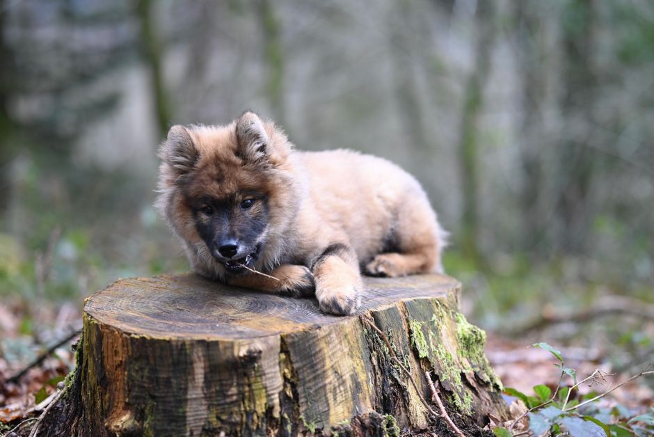 Did You Know? 10 Little-Known Secrets About Dog Breeds