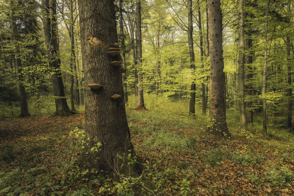 Did You Know? 12 Crazy Phenomena About Forests