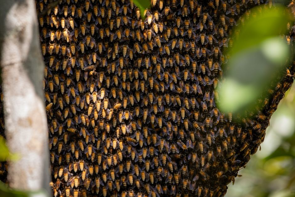 Did You Know? 15 Epic Details About Ant Colonies