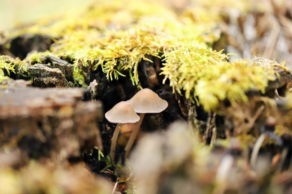 Top 10 Fun Traditions About Symbiotic Relationships