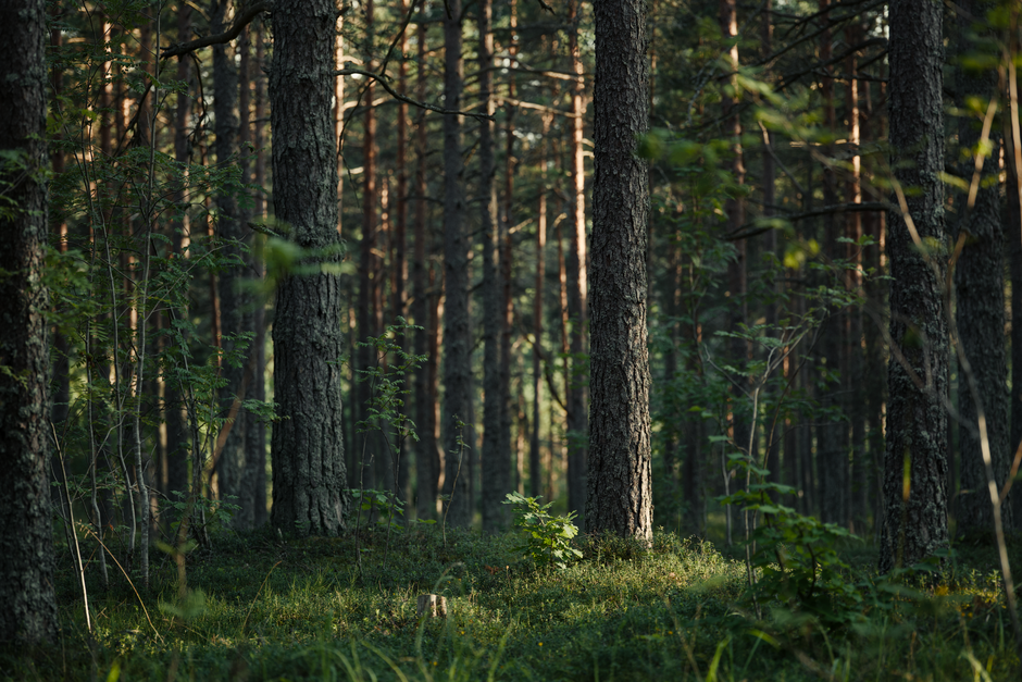 Did You Know? 12 Fun Myths About Ecosystems