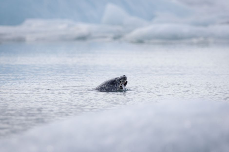 Did You Know? 12 Hidden Moments About Arctic and Antarctica