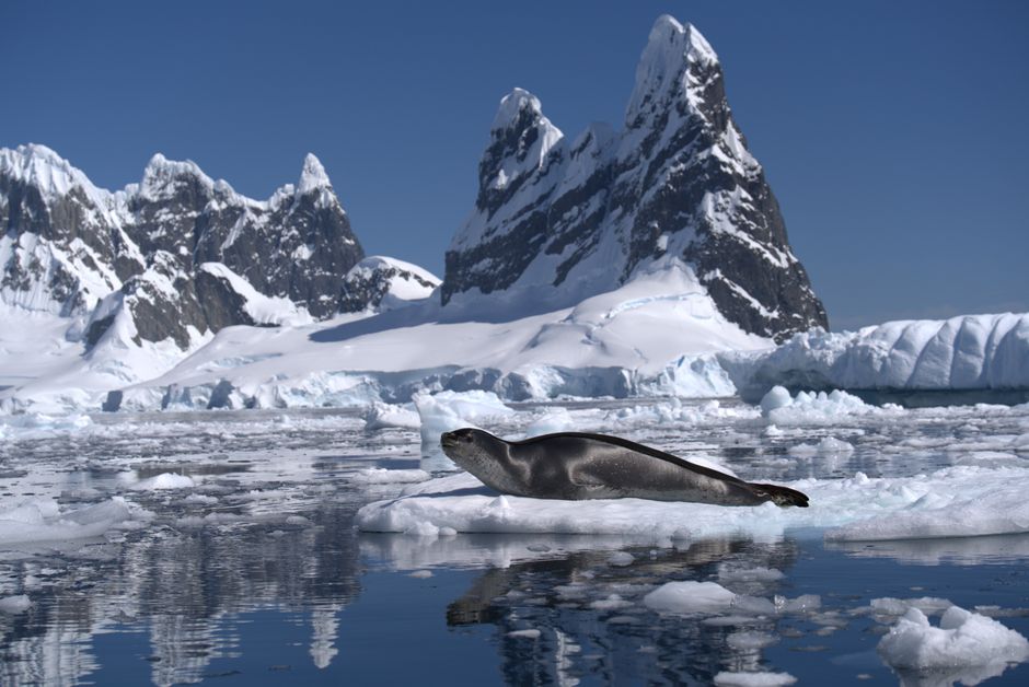 Did You Know? 10 Amazing References About Arctic and Antarctica