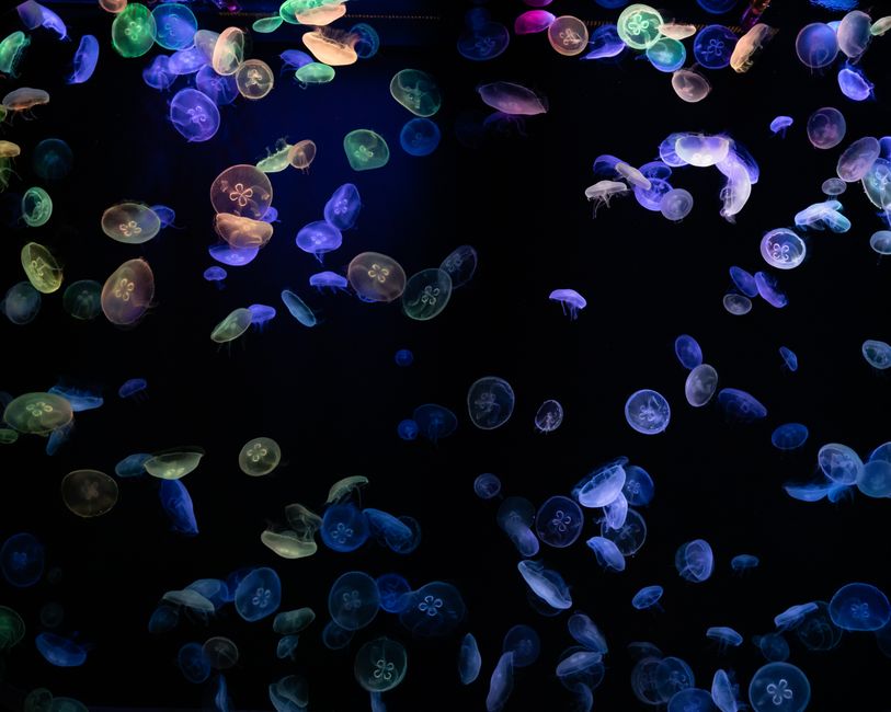 Did You Know? 10 Surprising Events About Bioluminescent Bays