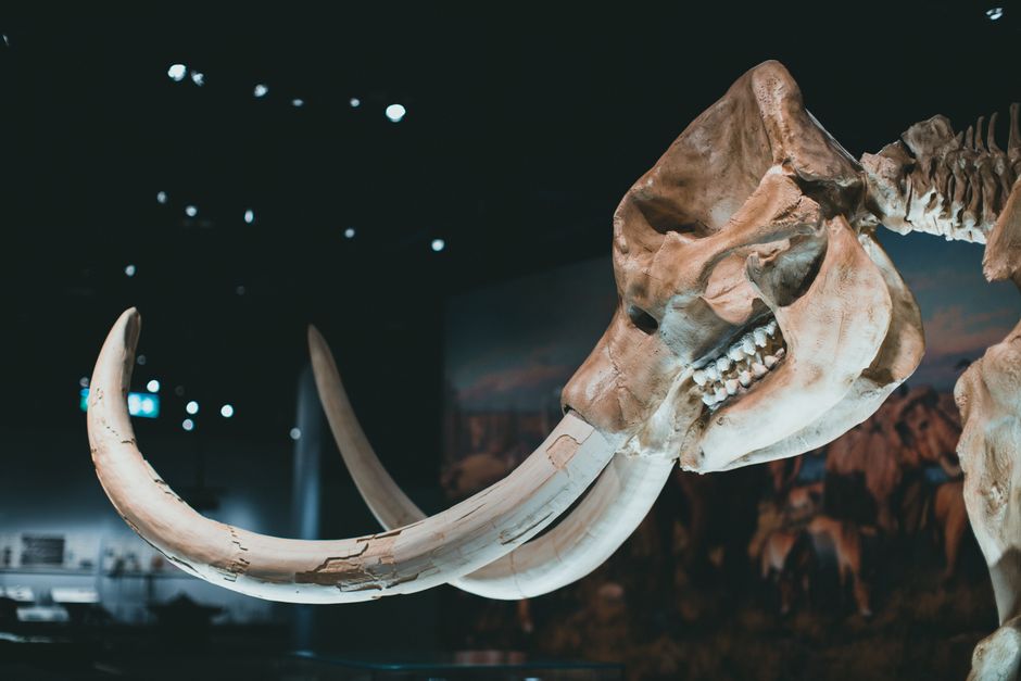Did You Know? 10 Crazy Facts About Extinct Animals
