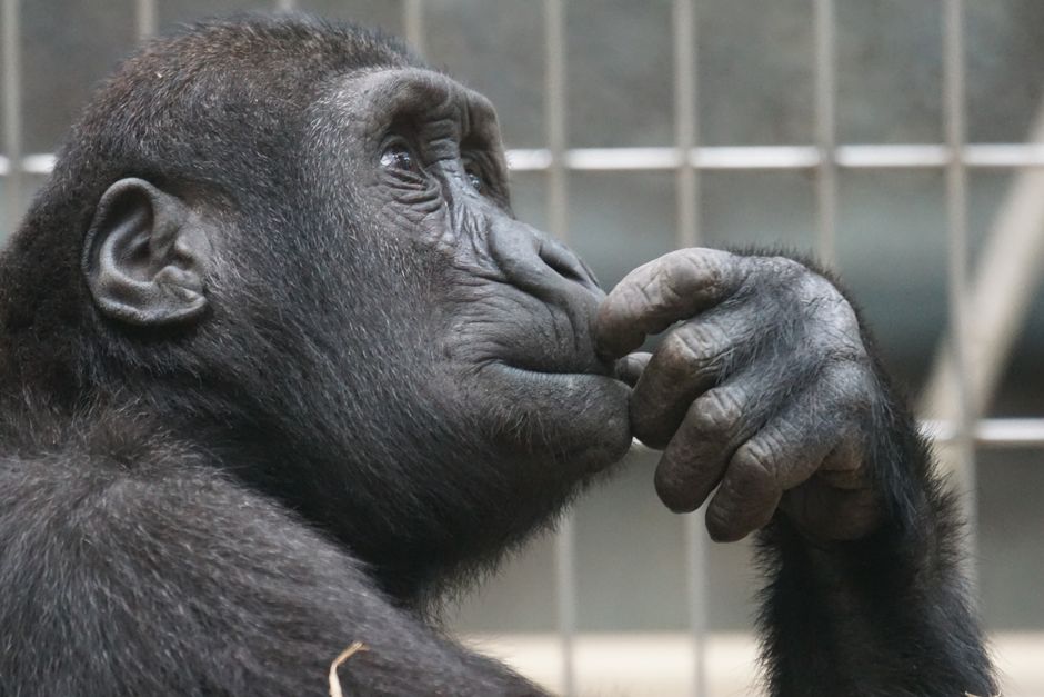 Did You Know? 15 Crazy Events About Animal Intelligence